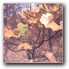 Silverart-wszystkie prawa zastrze�one