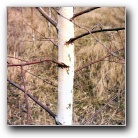 Silverart-wszystkie prawa zastrze�one