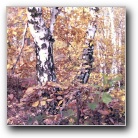 Silverart-wszystkie prawa zastrze�one