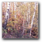 Silverart-wszystkie prawa zastrze�one