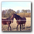 Silverart-wszystkie prawa zastrze�one