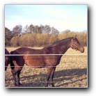 Silverart-wszystkie prawa zastrze�one