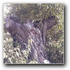 Silverart-wszystkie prawa zastrze�one