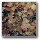 Silverart-wszystkie prawa zastrze�one